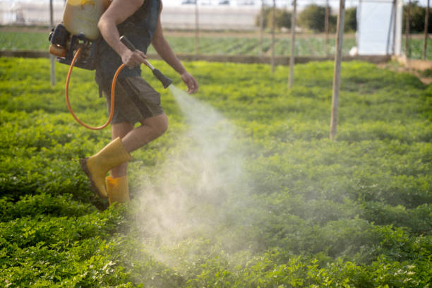 Best Ant Control Services  in Lus Valley Marinwood, CA
