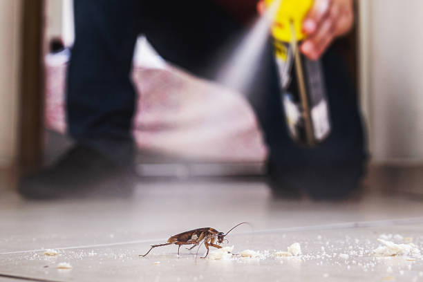Best Spider Control Near Me  in Lus Valley Marinwood, CA